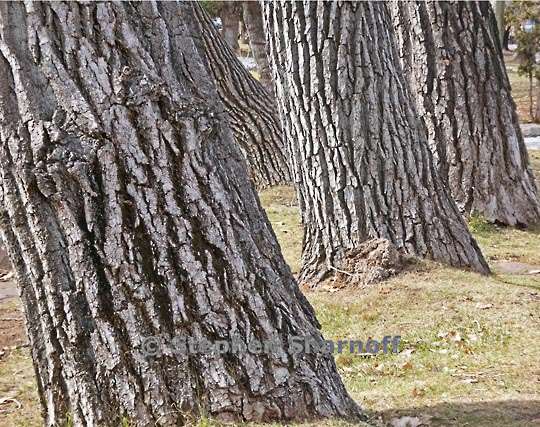 cottenwood trunks 1 graphic